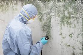 Best Mold Damage Restoration  in Gridley, CA